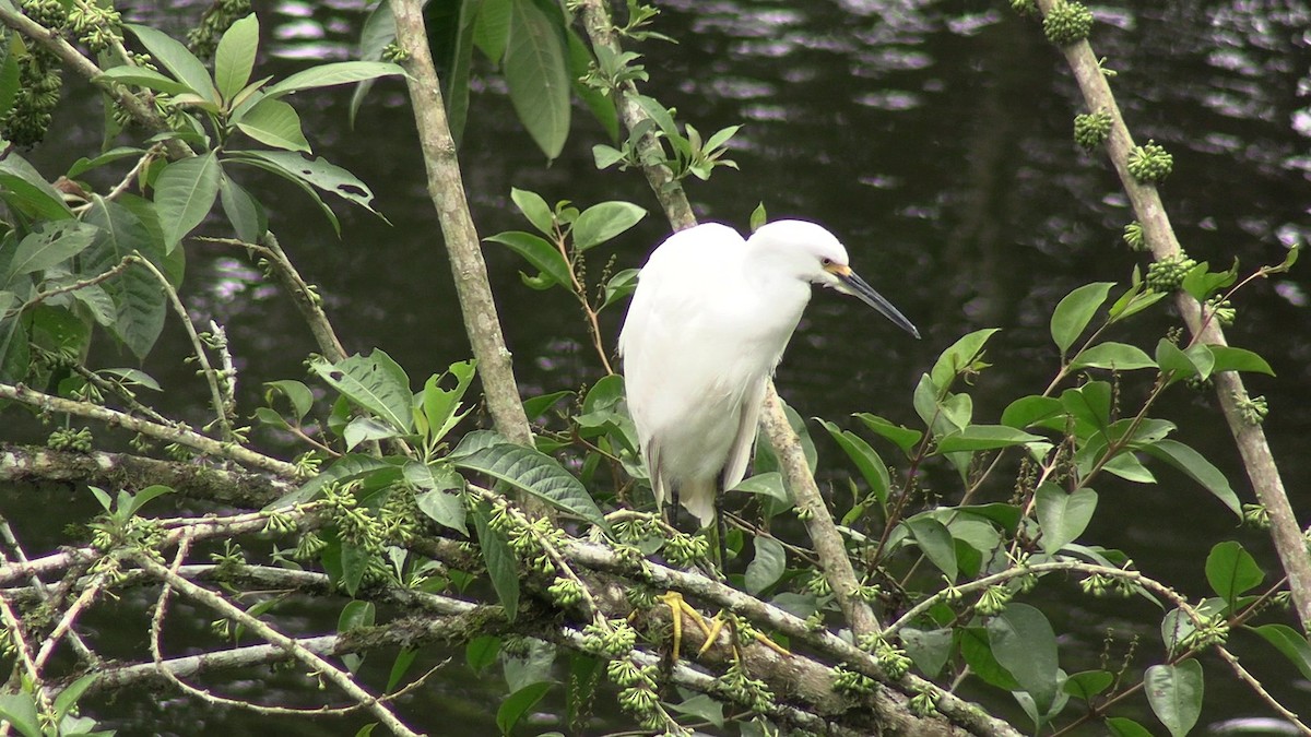 Snowy Egret - ML631421737