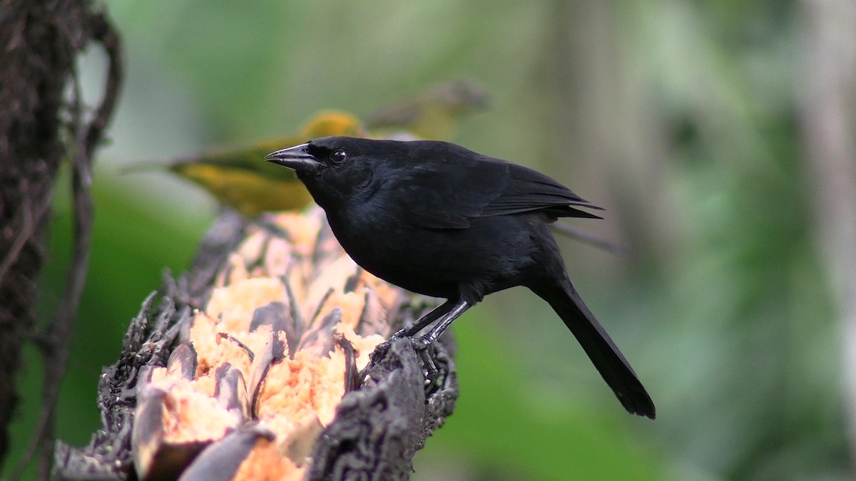 Scrub Blackbird - ML631421828