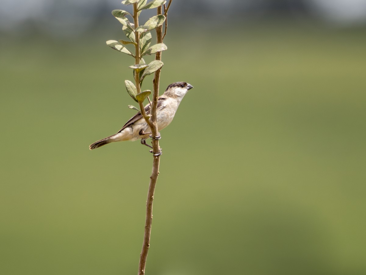 Pearly-bellied Seedeater - ML631421887