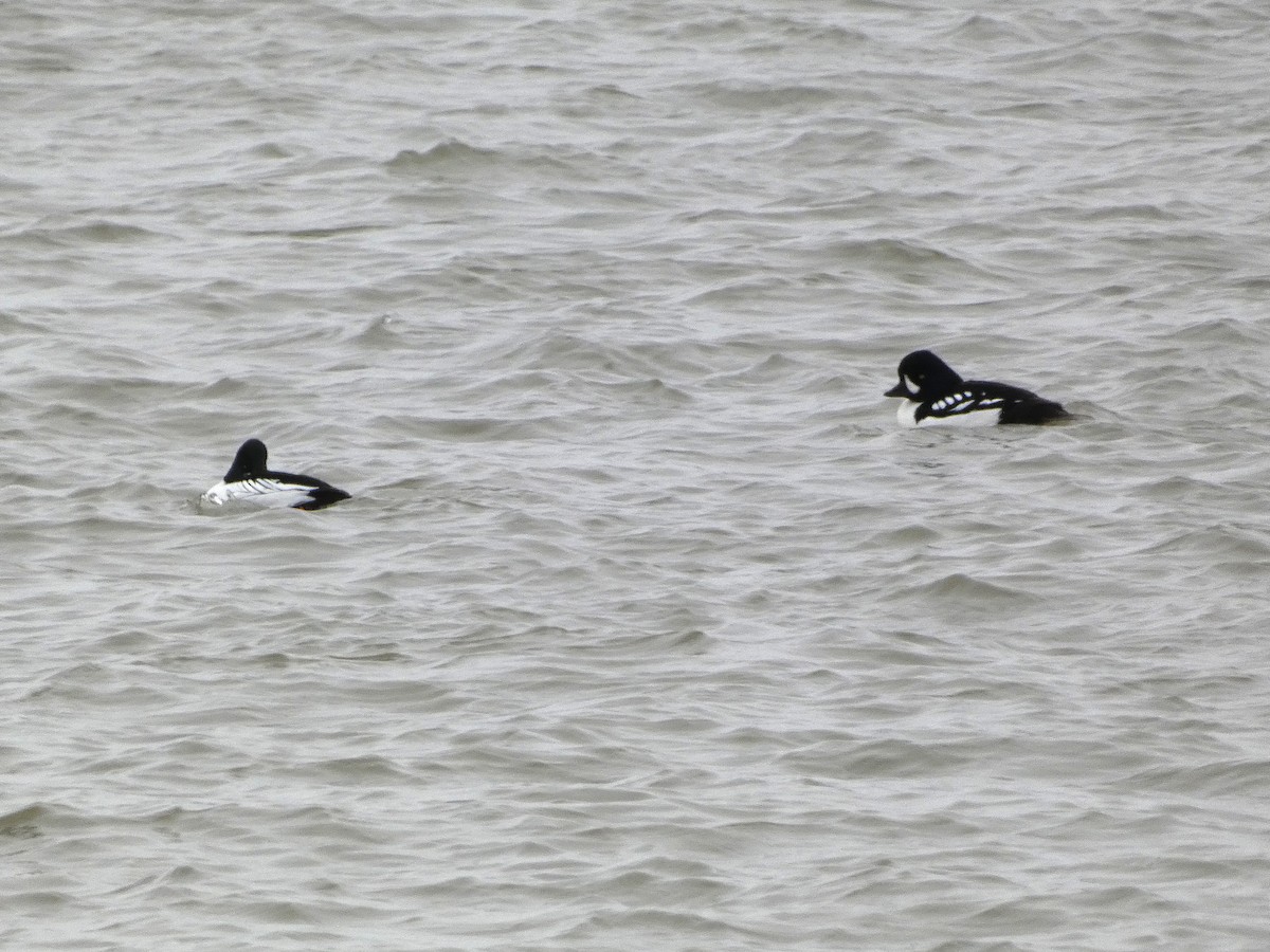 Barrow's Goldeneye - Joseph Fell