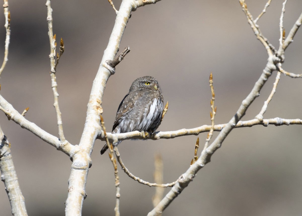Northern Pygmy-Owl - ML631421965