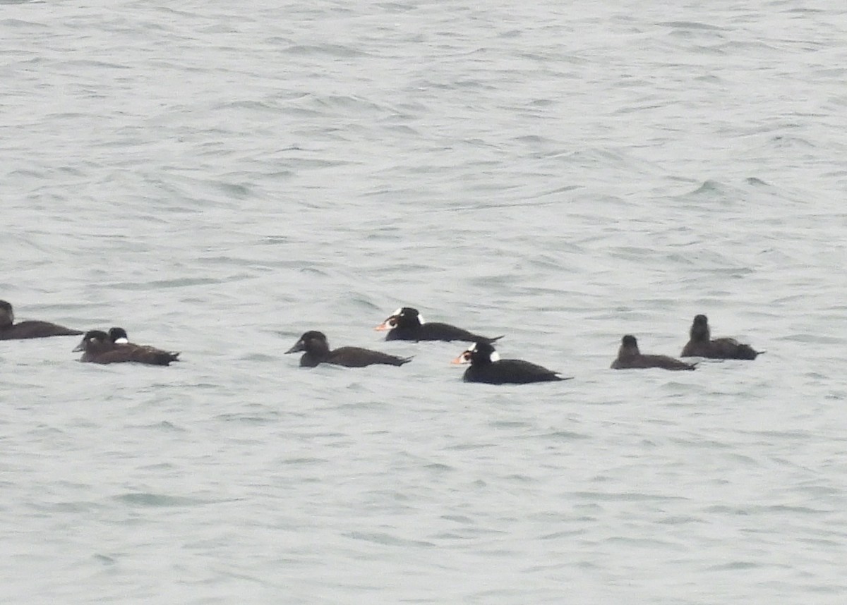 Surf Scoter - ML631422045