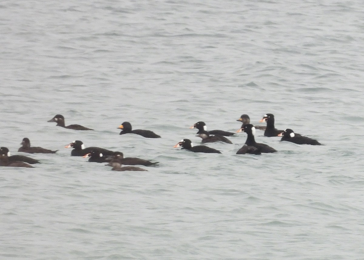 Black Scoter - ML631422079