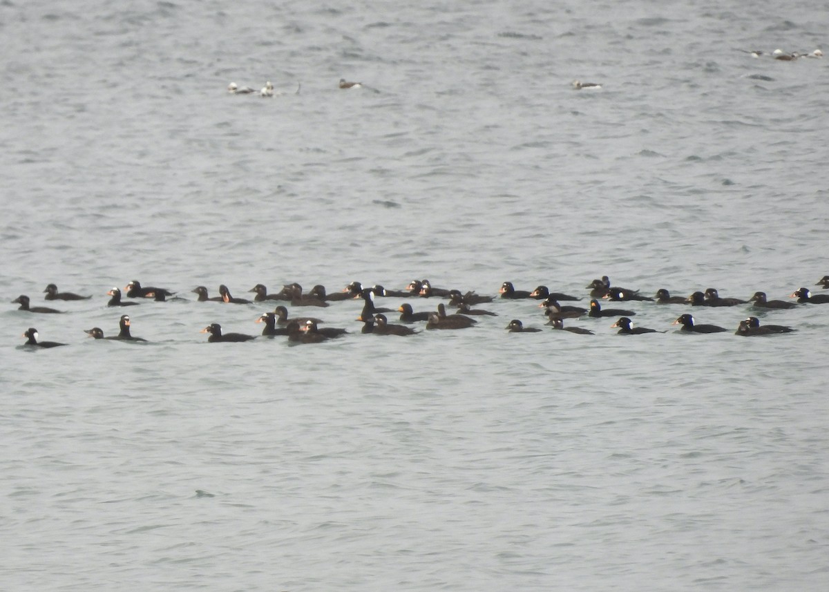 Surf Scoter - ML631422196