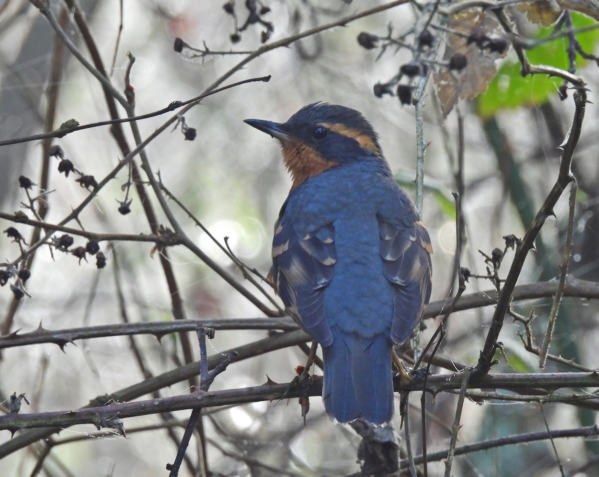 Varied Thrush - ML631422199