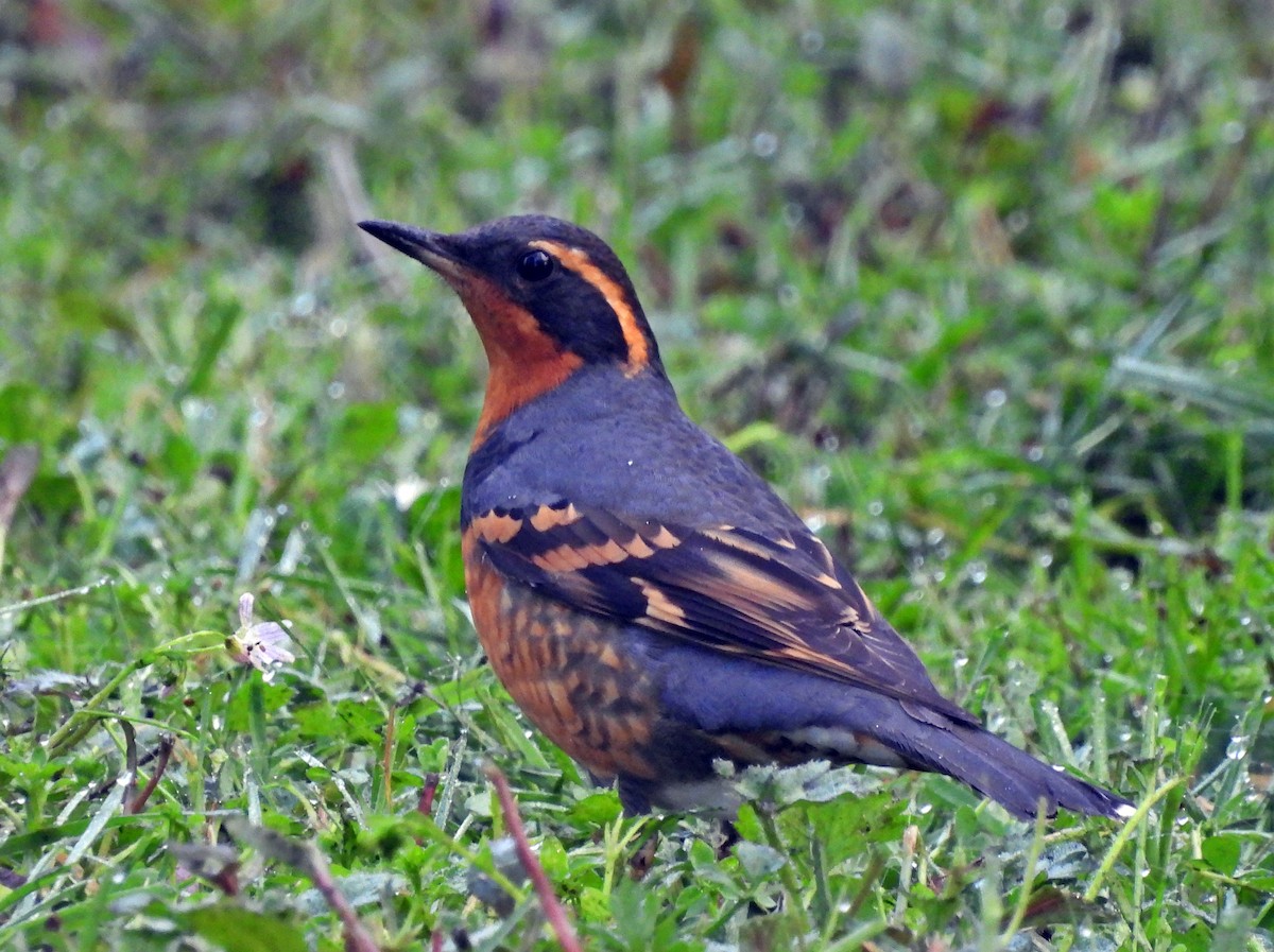 Varied Thrush - ML631422200