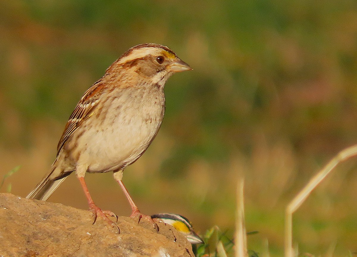 White-throated Sparrow - ML631422318