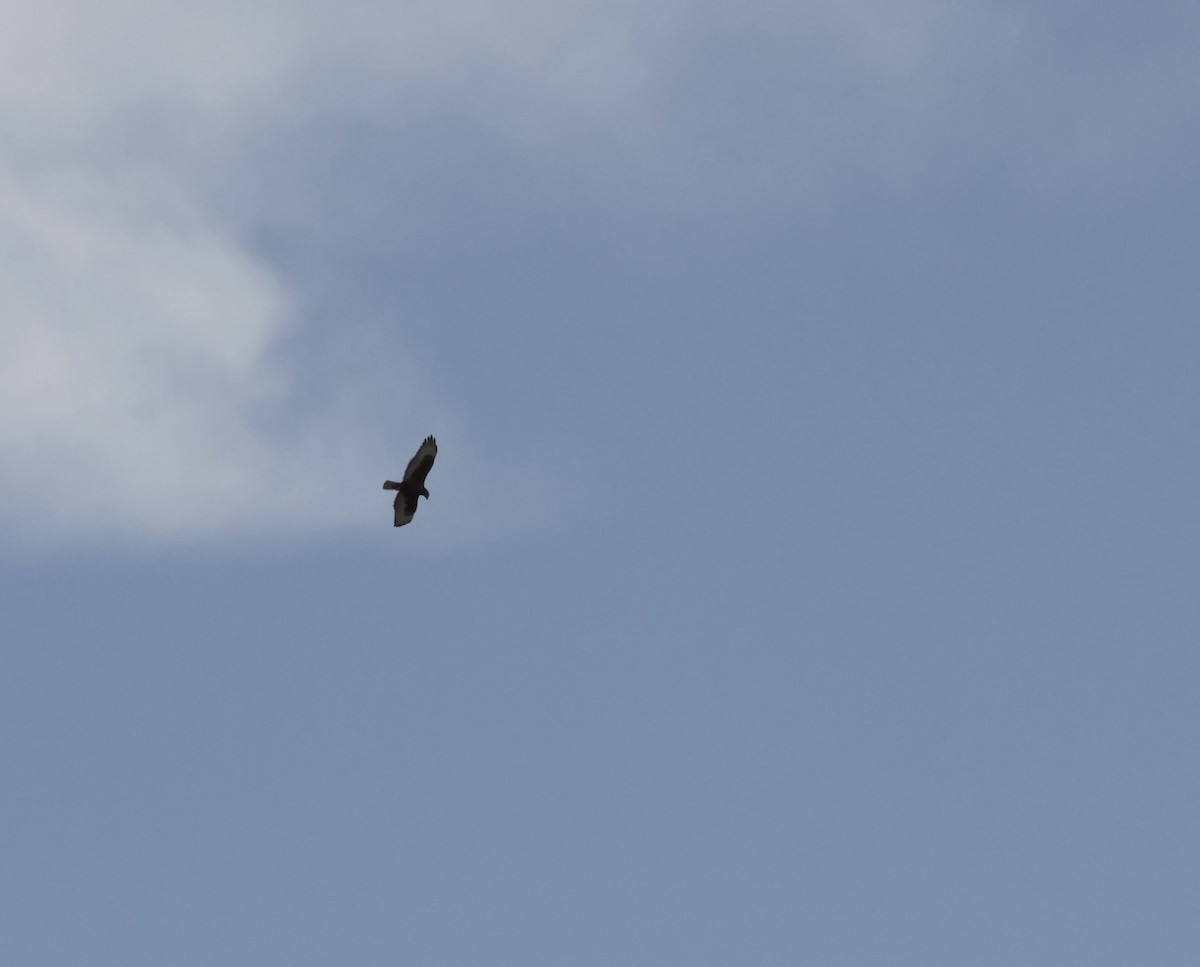 Ferruginous Hawk - ML631422559