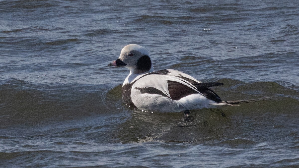 Long-tailed Duck - ML631422561