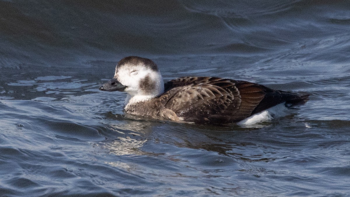 Long-tailed Duck - ML631422562