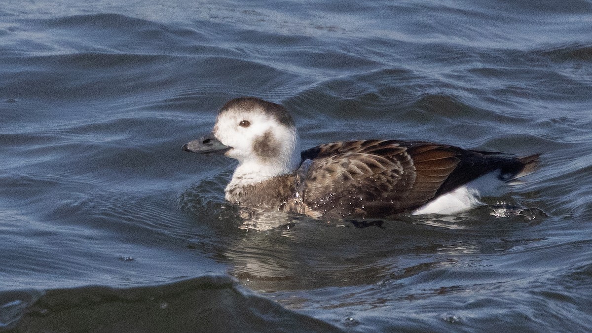 Long-tailed Duck - ML631422563