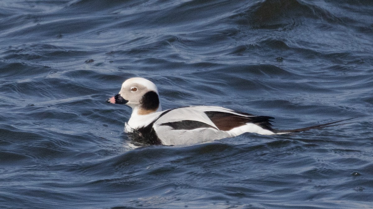 Long-tailed Duck - ML631422564