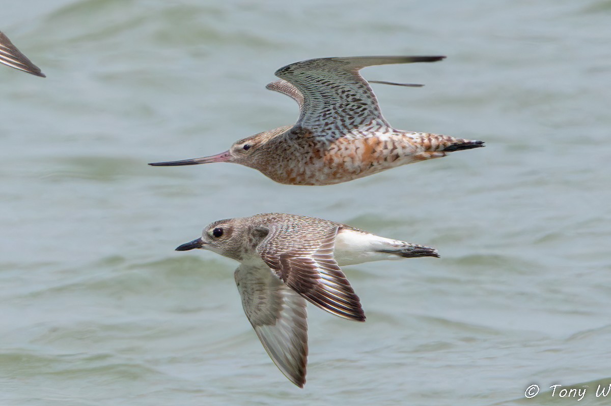 Bar-tailed Godwit - ML631422605