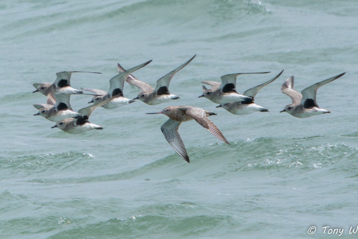 Bar-tailed Godwit - ML631422608