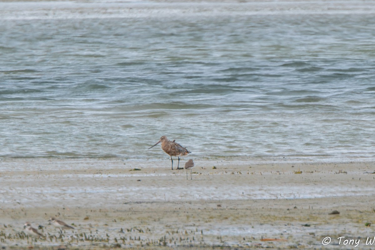 Bar-tailed Godwit - ML631422609