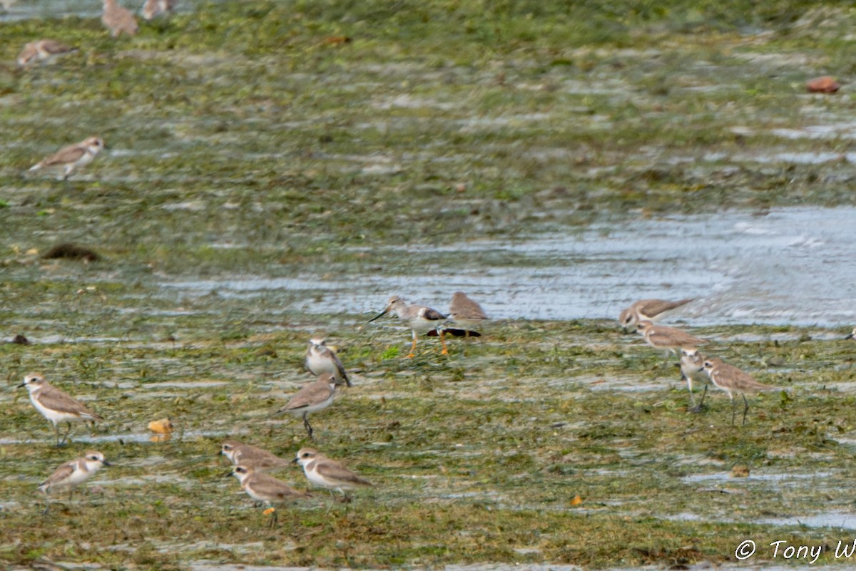 Terek Sandpiper - ML631422613