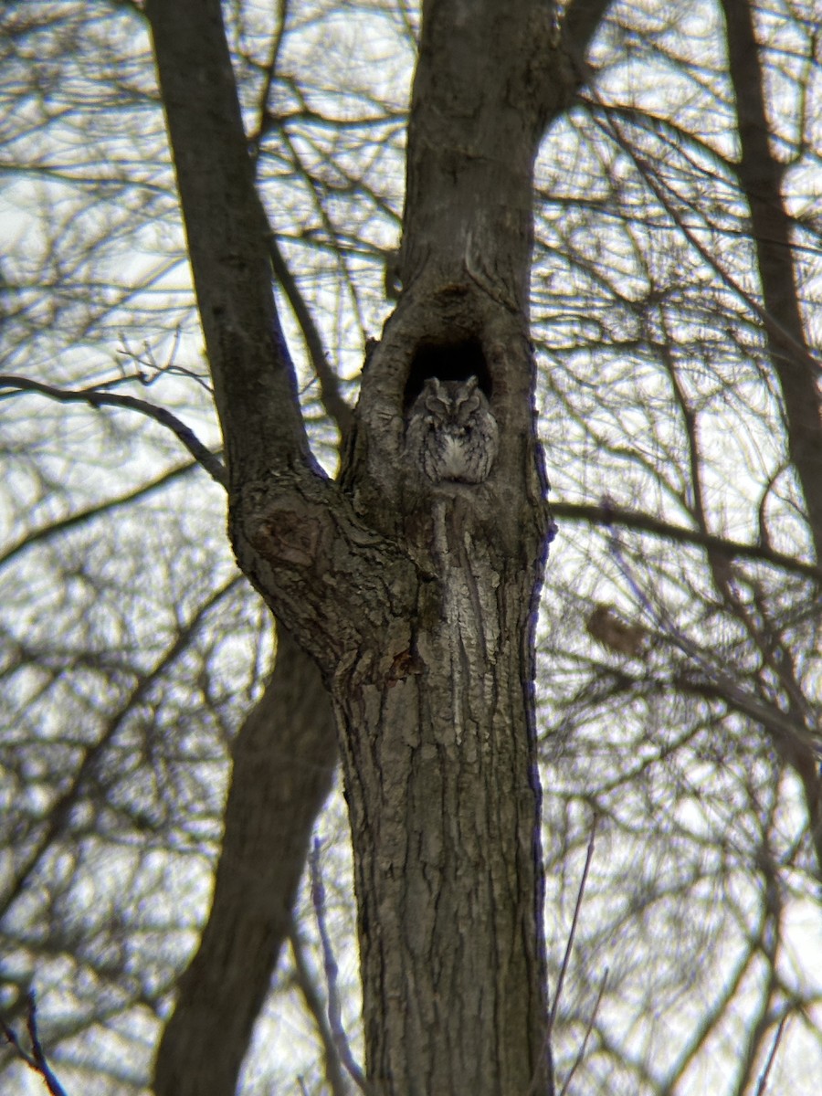 Eastern Screech-Owl - ML631422653