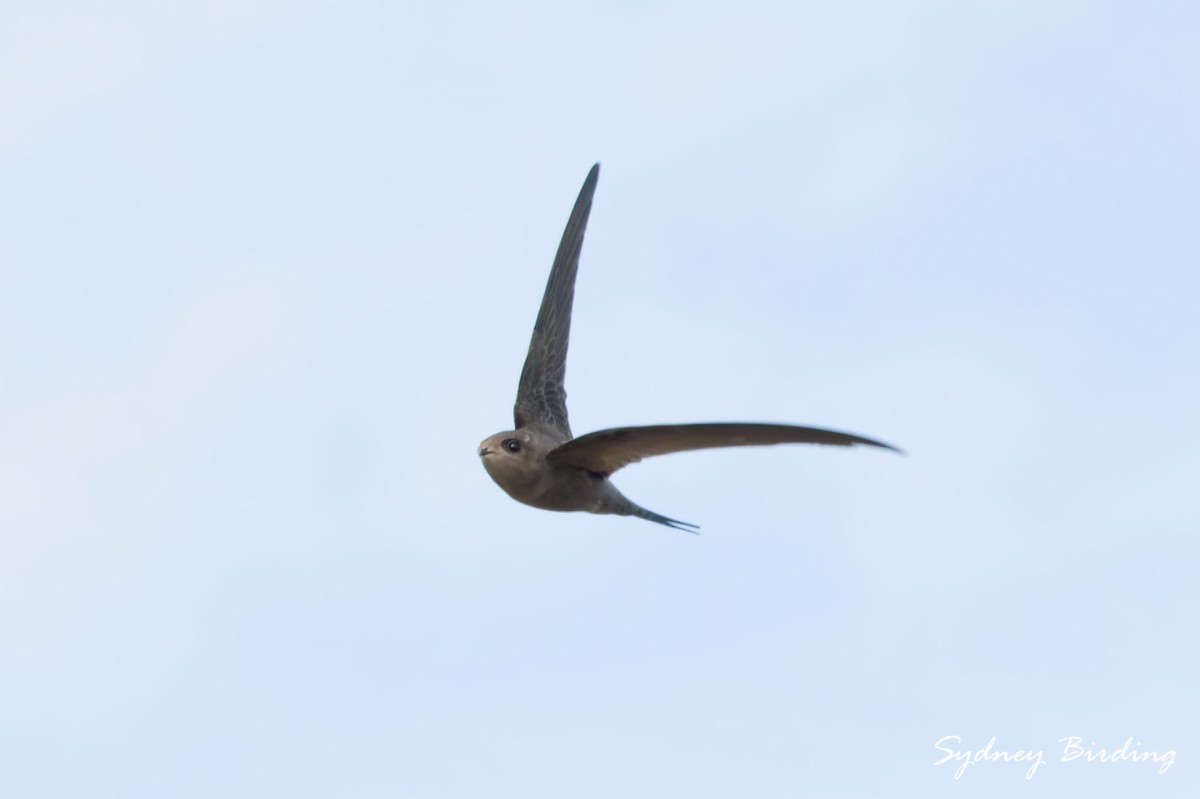 African Palm Swift - ML631422665