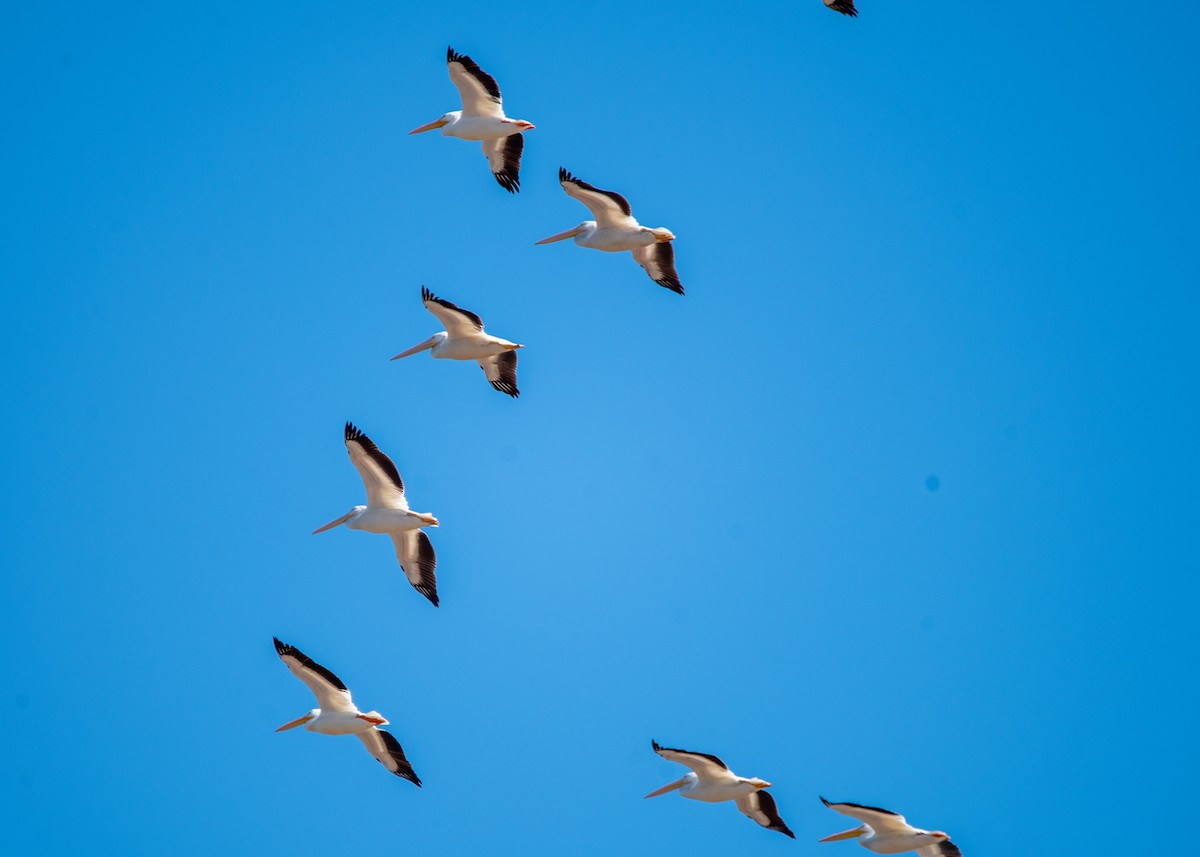 American White Pelican - ML631422759