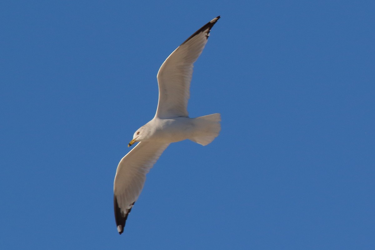ringnebbmåke - ML631422779