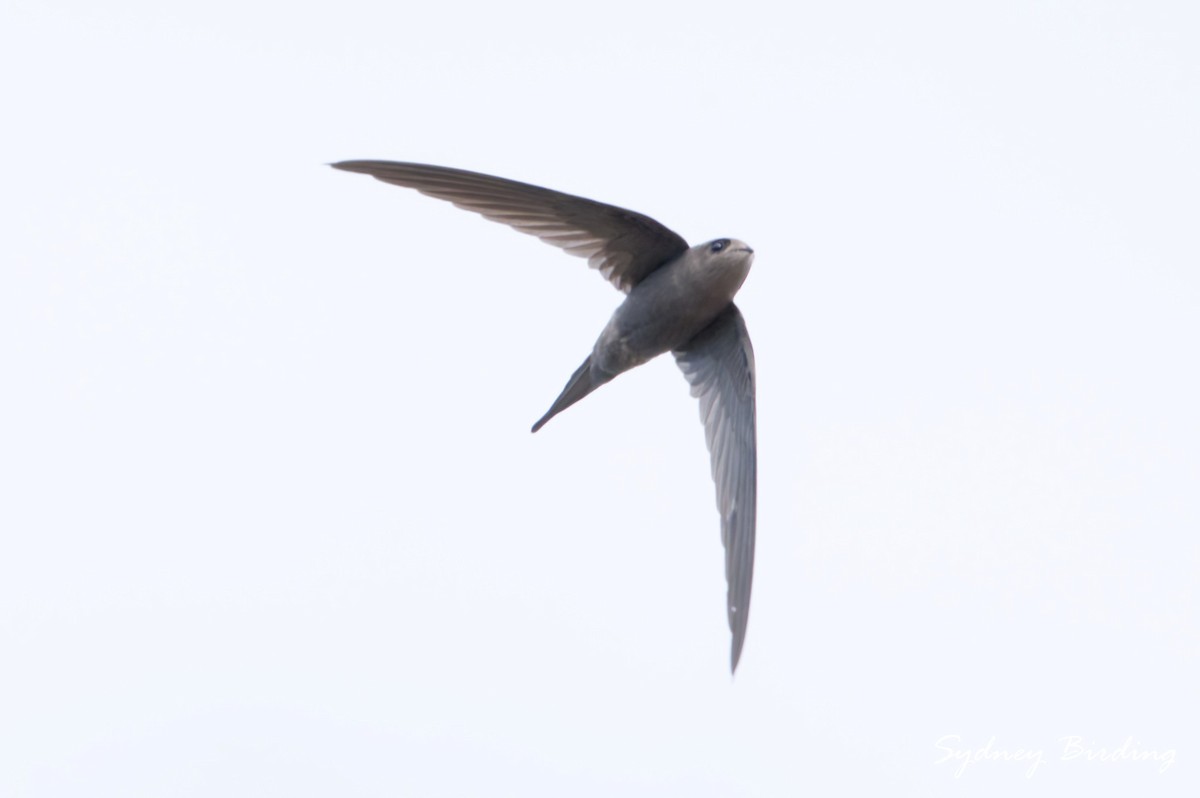 African Palm Swift - ML631422808
