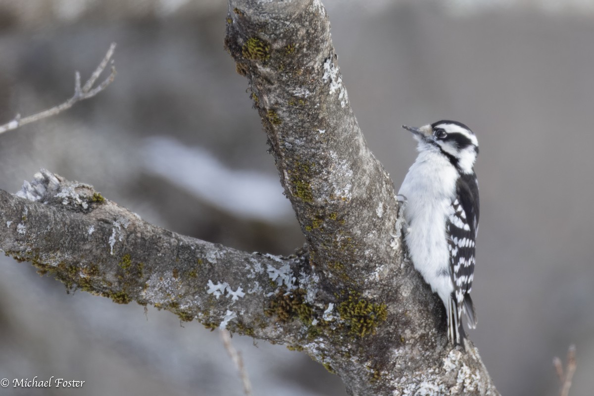 Downy Woodpecker (Eastern) - ML631422935