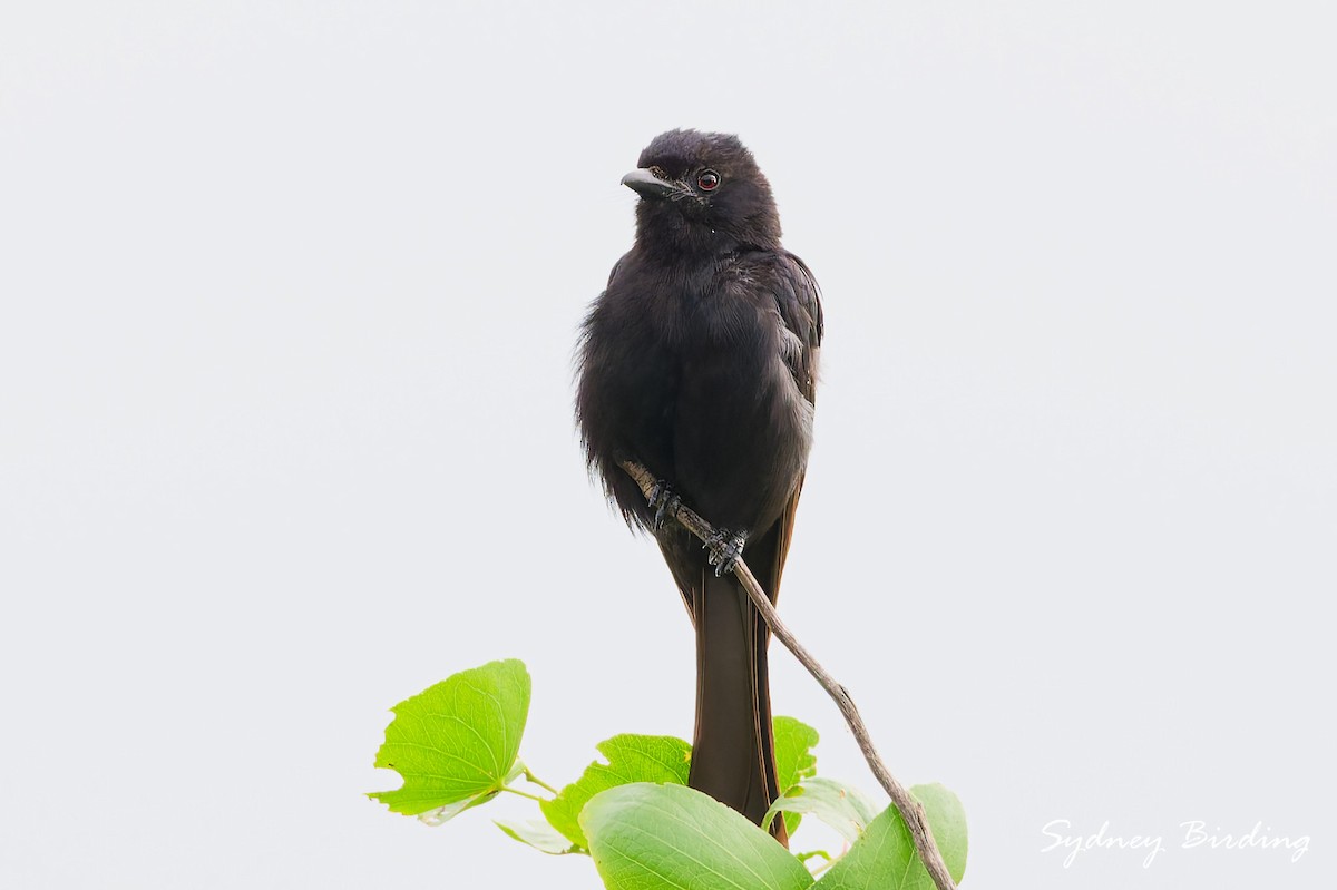 Fork-tailed Drongo - ML631422946