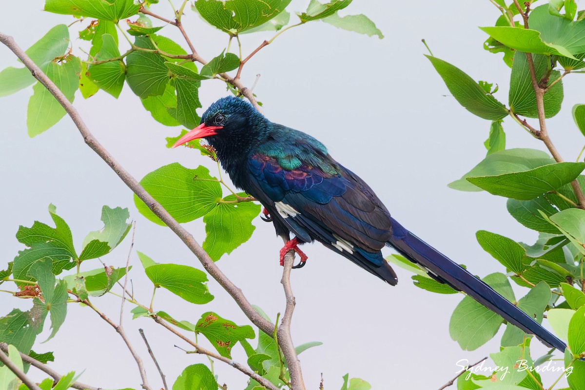 Green Woodhoopoe - ML631423014