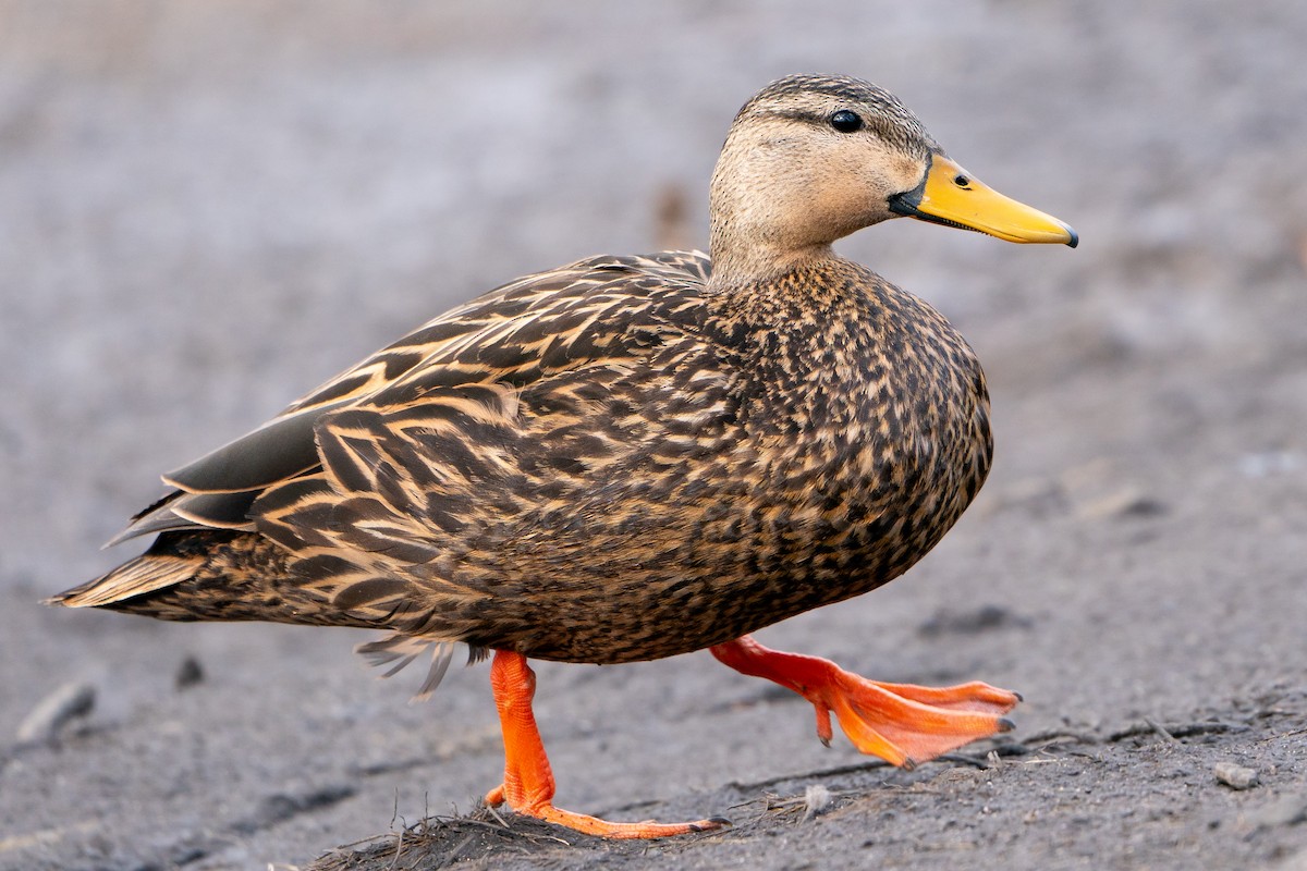 Mottled Duck - ML631423095