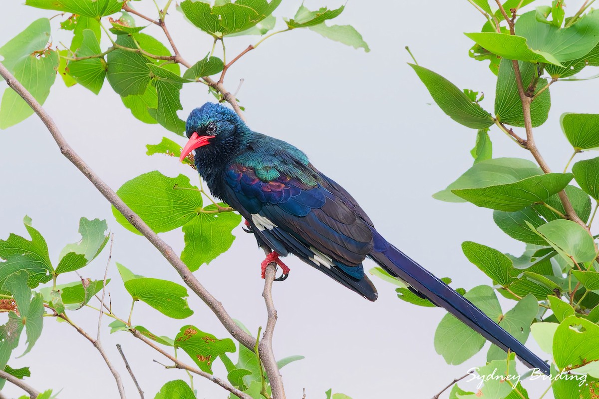 Green Woodhoopoe - ML631423197