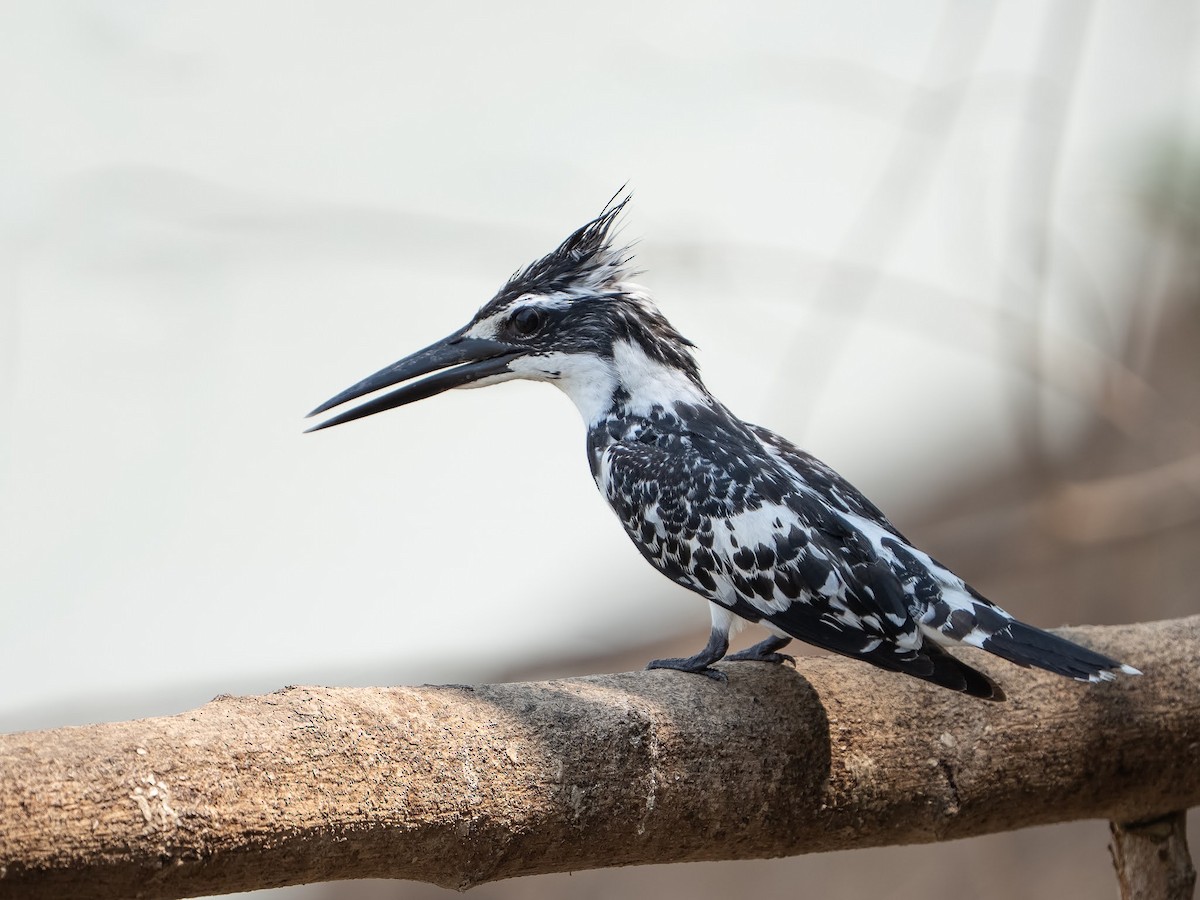 ヒメヤマセミ - ML631423474