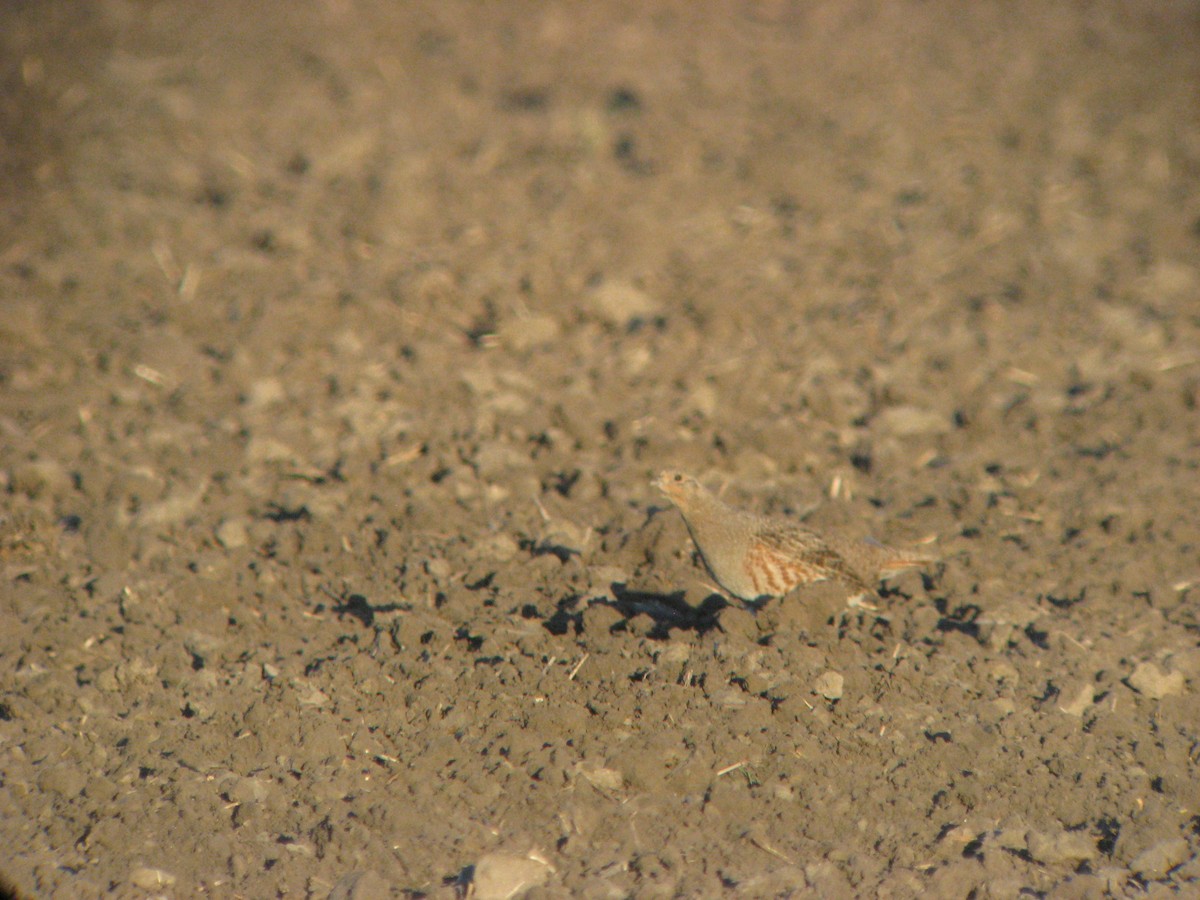 Gray Partridge - ML631423522