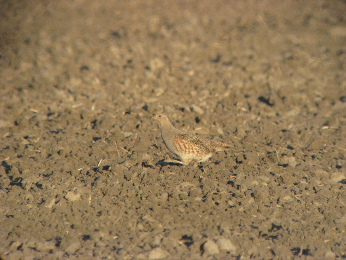 Gray Partridge - ML631423531