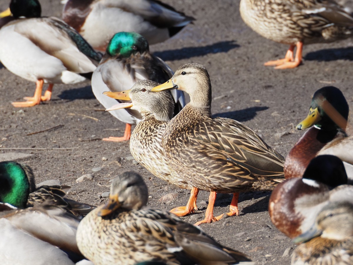 Mottled Duck - ML631423597