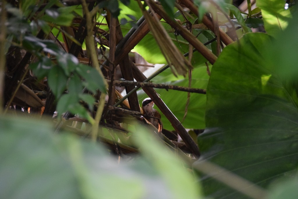 Taiwan Scimitar-Babbler - ML631423631