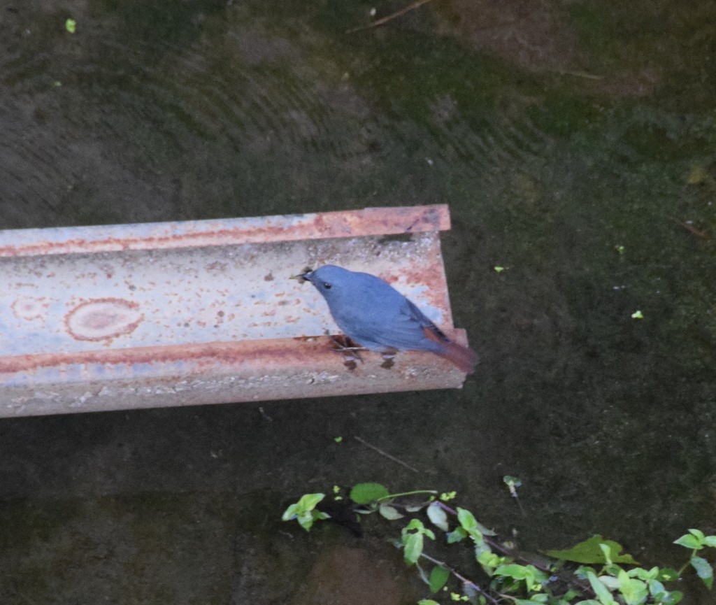 Plumbeous Redstart - ML631423649
