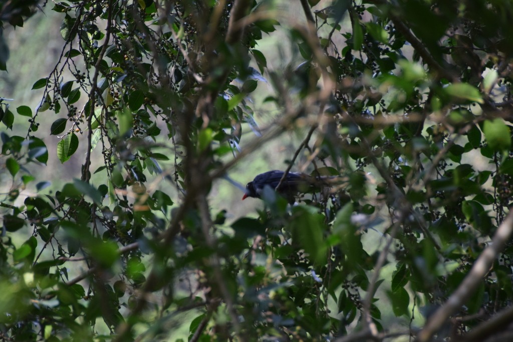 Taiwan Blue-Magpie - ML631423664