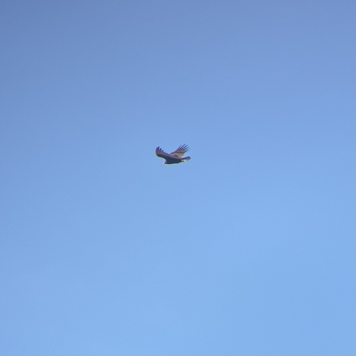 ヒメコンドル - ML631423801