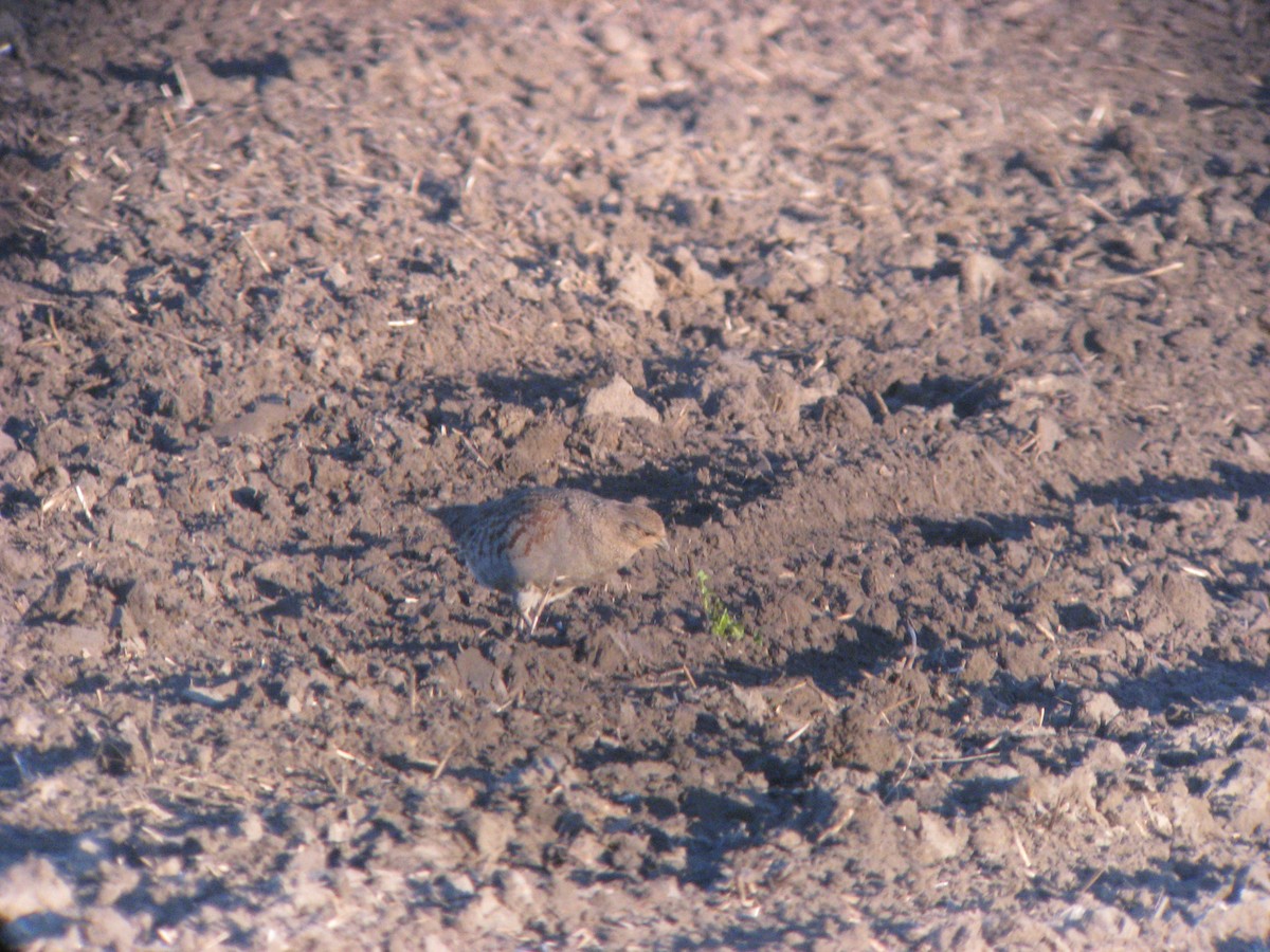 Gray Partridge - ML631423805
