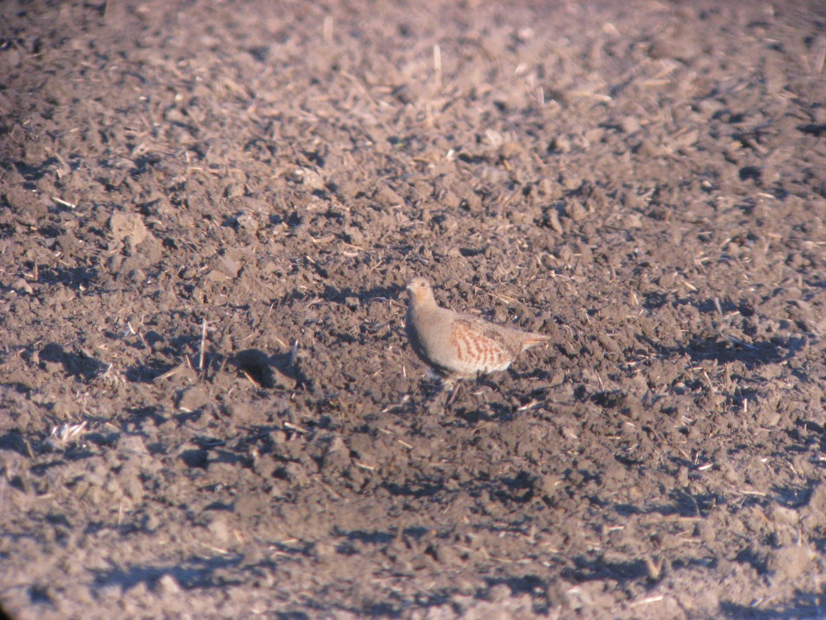 Gray Partridge - ML631423826