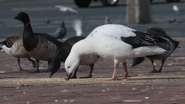 Snow Goose x Brant (hybrid) - ML631423834