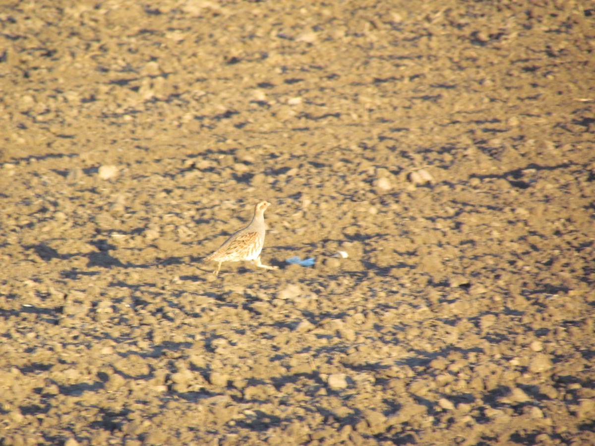 Gray Partridge - ML631423842