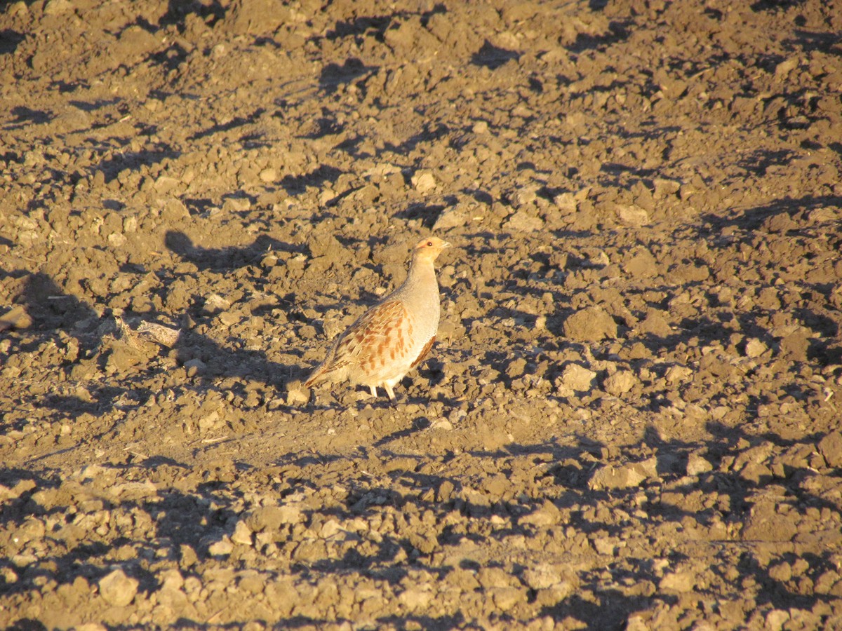 Gray Partridge - ML631423855