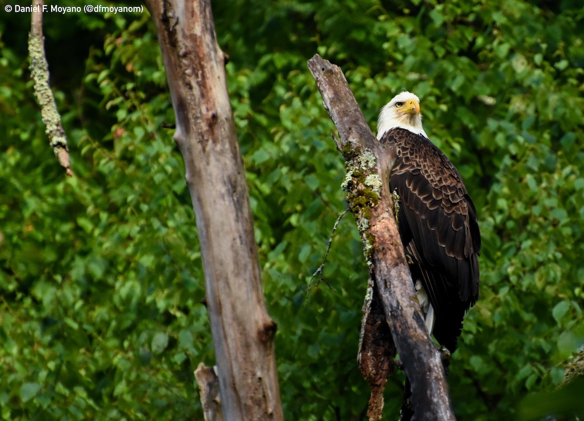 Bald Eagle - ML631424016