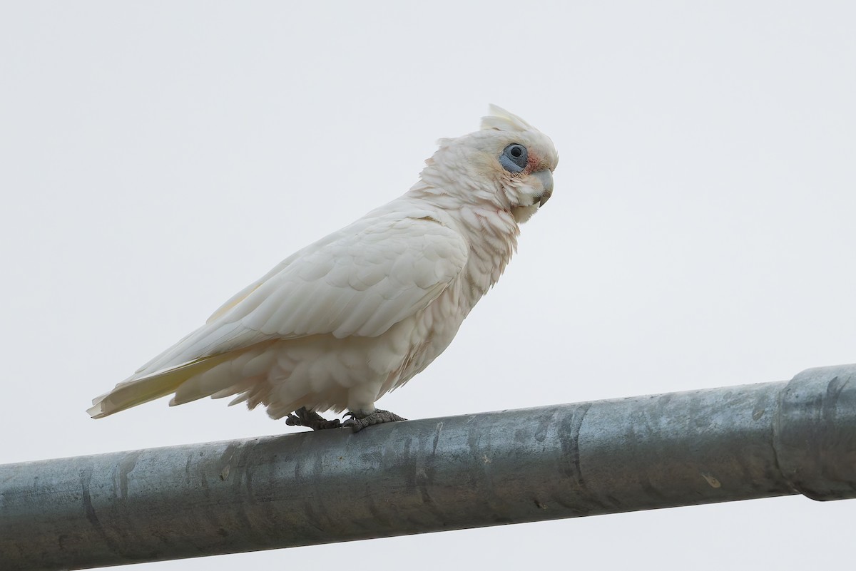Little Corella - ML631424224