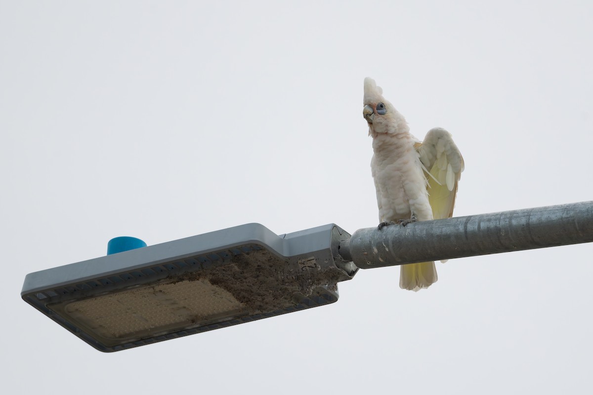 Little Corella - ML631424225