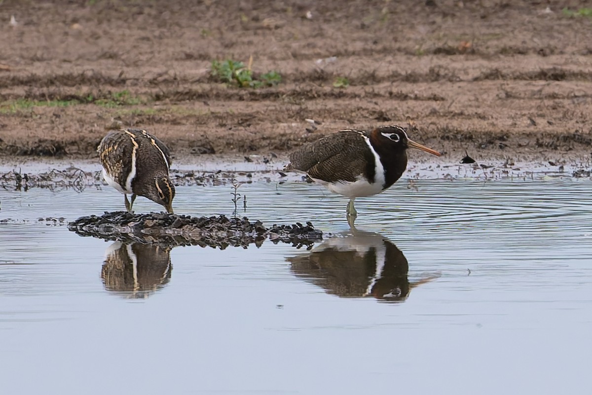 Australian Painted-Snipe - ML631424278
