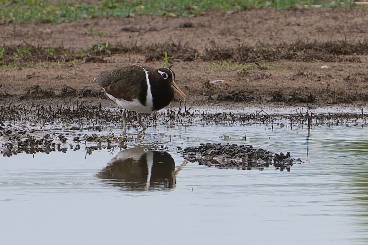 Australian Painted-Snipe - ML631424299