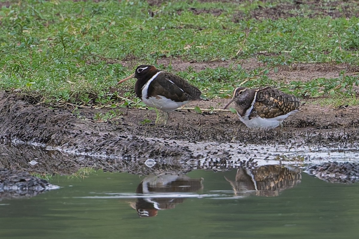 Australian Painted-Snipe - ML631424302