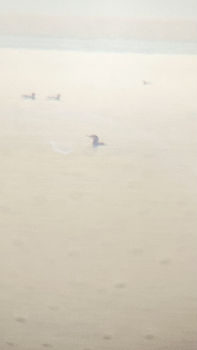 Great Cormorant - ML631424403